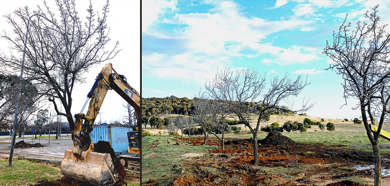 Relocation of mature trees from Dickson Village site with arborist machinery